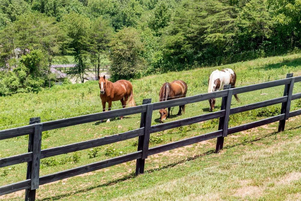 Brasstown Valley Resort & Spa Young Harris Bagian luar foto